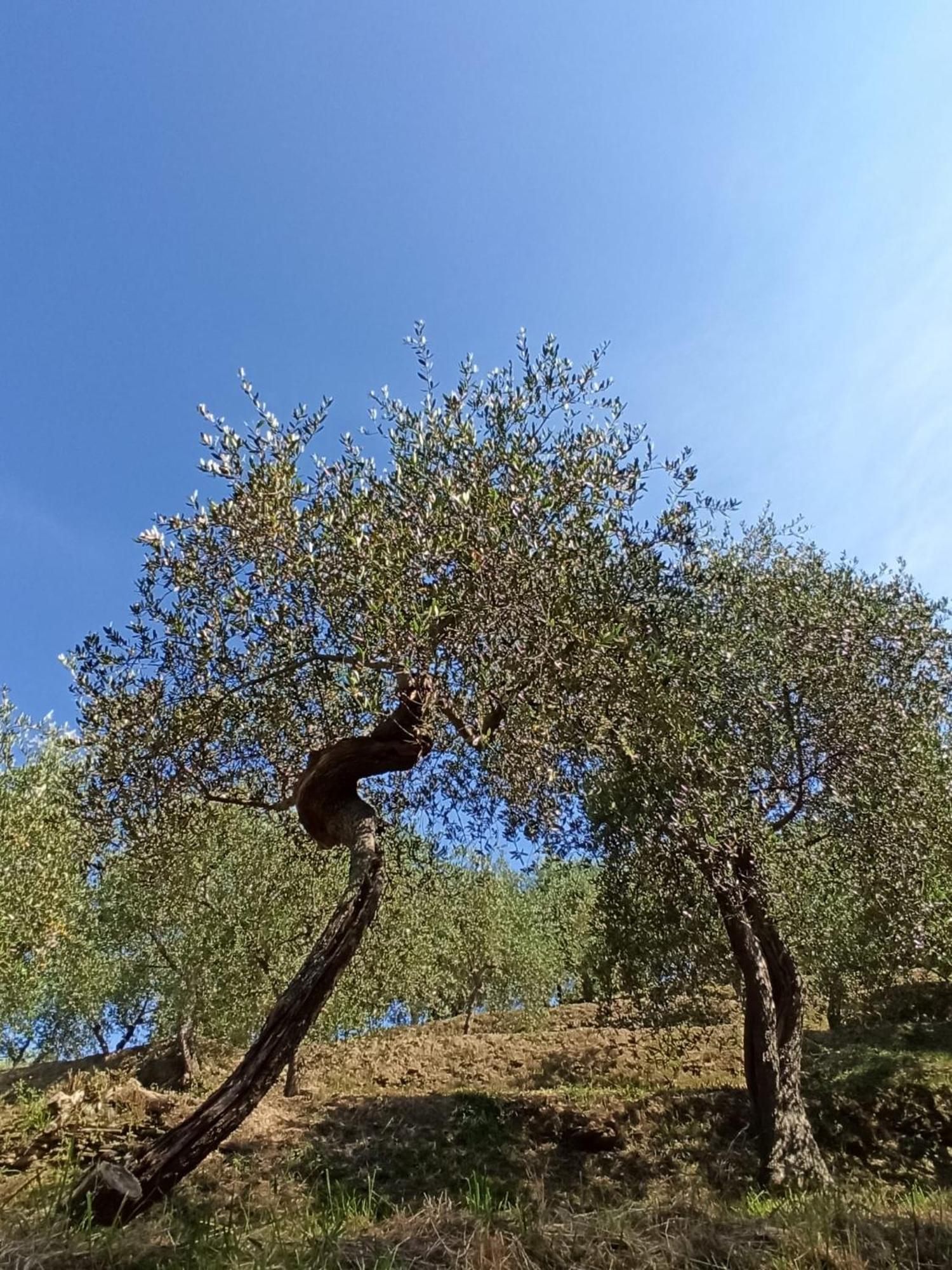 Il Glicine Cozy Appartamnent, Near Sestri Levante Between Cinque Terre E Portofino Casarza Ligure Kültér fotó